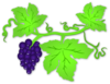 Grapes Vine Image